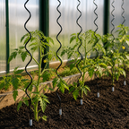 Tuteurs spirales pour plants de tomates dans une serre de jardin